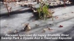 Щоб вижити у морози, алігатори висовують свої носи з під криги. Відео