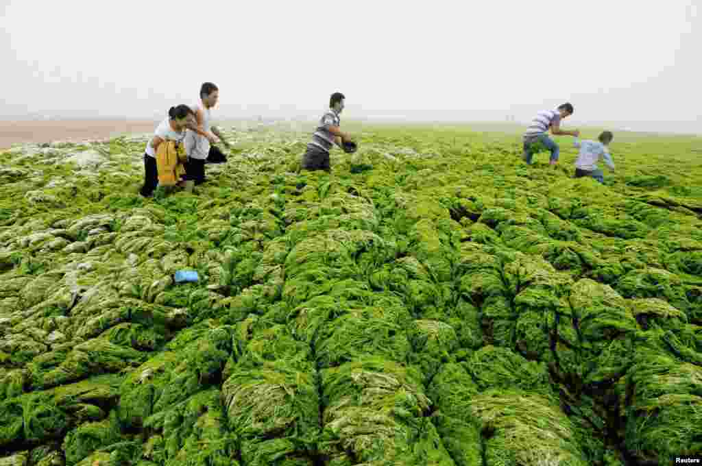 Cư dân đi bộ ngang bãi biển phủ đầy tảo xanh ở Thanh Đảo, tỉnh Sơn Đông, ngày 01 tháng 7 năm 2013.