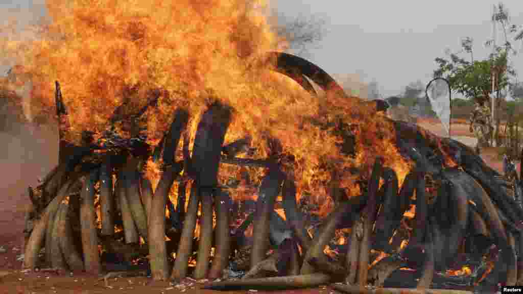 KENYA Tsavo National Park east of Nairobi burned five tons of ivory in 2011 that were seized from shipments discovered in Singapore and poached from herds in Malawi and Zambia.