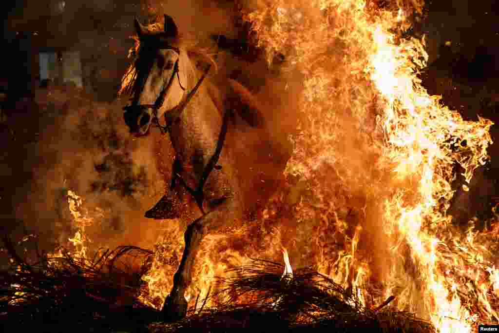 A man rides a horse through flames during the annual "Luminarias" celebration on the eve of Saint Anthony's day - Spain's patron saint of animals - in the village of San Bartolome de Pinares, northwest of Madrid.