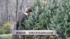 美国传统：买棵天然圣诞树运回家