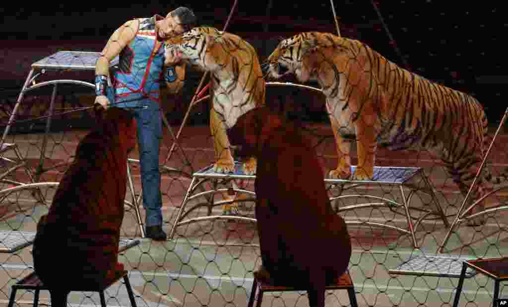 玲玲马戏团的驯兽师 Alexander Lacey 和老虎在玲玲马戏团(Ringling Bros. and Barnum & Bailey Circus)的最后一次表演中(2017年5月21日)