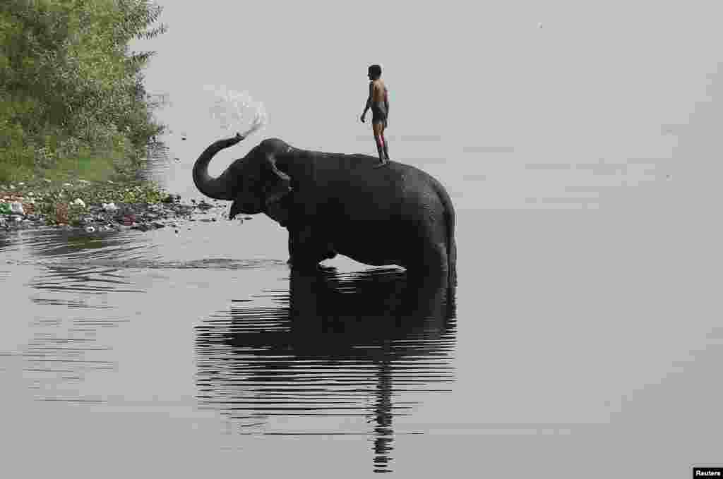 A mahout rides his elephant in the Yamuna river on a hot summer day in New Delhi, India.