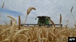 资料照片：俄罗斯南部斯塔夫罗波尔地区，农民在一个麦田里用联合收割机收割庄稼。（2014 年7 月9日）