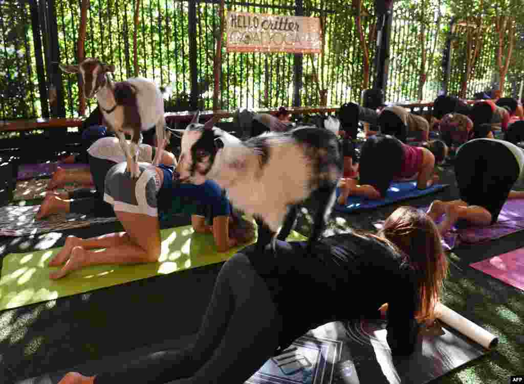Yoga students take a class with Nigerian Dwarf goats held by the &#39;Hello Critter Goat Yoga&#39; team at the Golden Road Pub in Los Angeles, California. The goat yoga fitness craze is sweeping the United States with classes now held in pubs, farms and halls across the country.