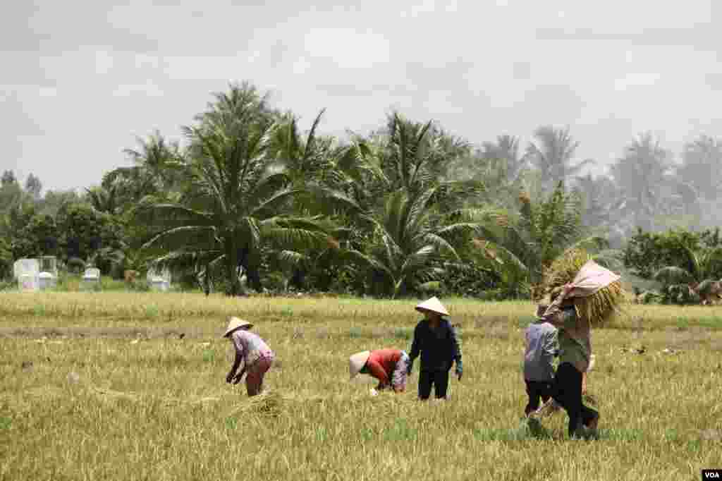 Công nhân gặt và gom lúa. 14/9/2012. (D. Schearf/VOA)