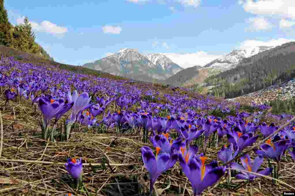 Blooming crocuses, as a sign of the spring season, are pictured in Chocholowska valley in the Tatra Mountains near Zakopane, Poland.