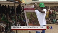 科特迪瓦努力应对可可种植园的童工问题