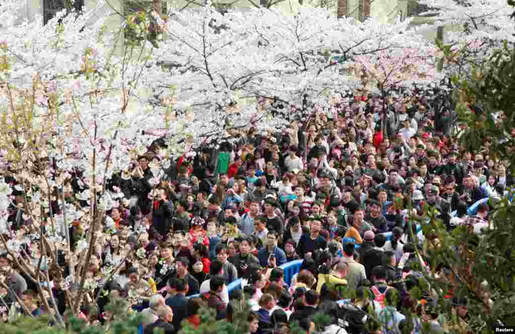 南京市春意盎然,鸡鸣寺樱花似锦,2018年3月25日,游春观景者人山人海,摩肩接踵。有网友戏称“人太多,樱花不够用了!”