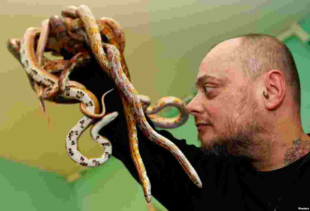 French man named Alexis, an exotic animal enthusiast, plays with his corn snakes (pantherophis guttatus) at his home in Bordeaux, France.