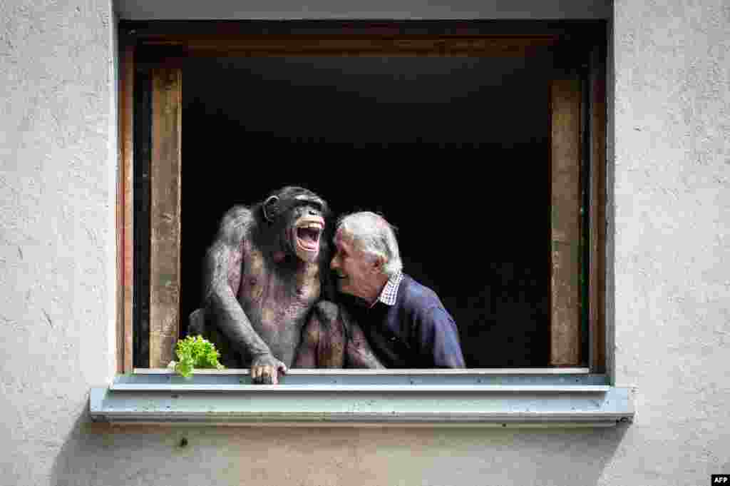 Pierre Thivillon, owner of the wildlife park Saint-Martin-la-Plaine, laughs next to a chimpanzee, two days ahead of the zoo's reopening as part of France's latest step toward the ending of its third nationwide COVID-19 lockdown.