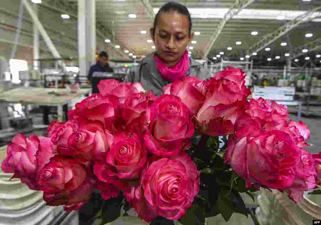 A worker prepares roses for packing ahead of Valentine's Day, at a flower plantation in Tabio, Cundinamarca department, Colombia.