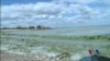 海藻污染全球的水路