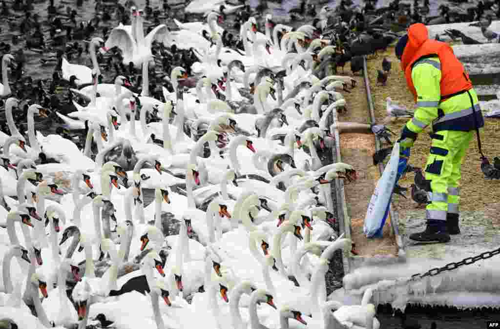 Hundreds of swans and different birds are fed in Stockholm, Sweden.
