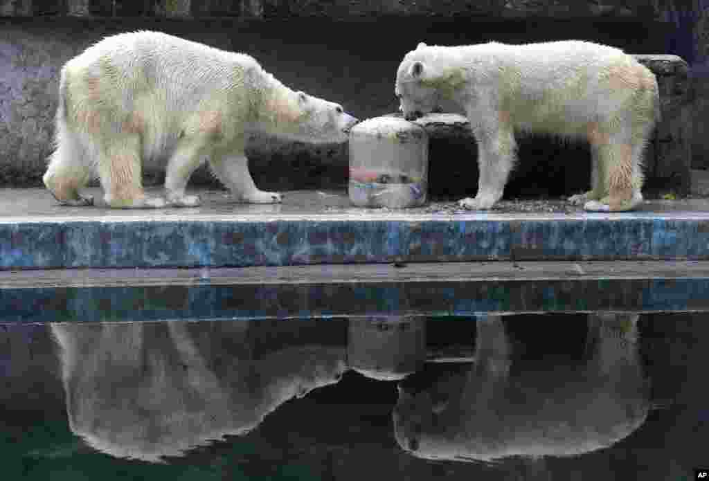 Two polar bears sniffle an icy doughnut made of fish, vegetables and fruits they received on the occasion of the Carnival of Animals in the Budapest Zoo in Budapest, Hungary.
