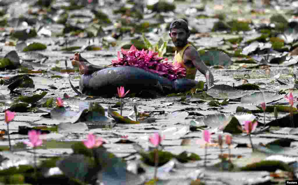 A man collects lotus flowers to sell whilst floating on a tire tube at a pond in Colombo, Sri Lanka.