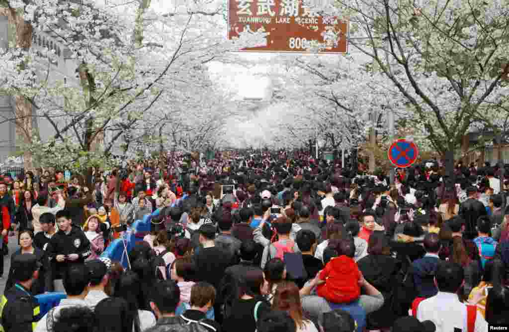 2018年3月24日，中国江苏省南京市，玄武湖景区，鸡鸣寺樱花盛开，赏花人纷至沓来。