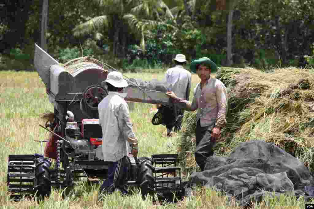 Công nhân dùng máy để đập lúa. 14/9/2012. (D. Schearf/VOA)