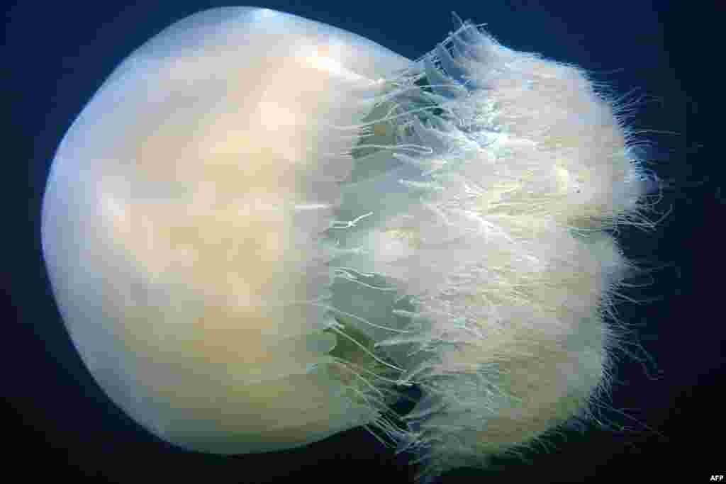A jelly-fish swims off the shore of the town of Qalamoun, south of the northern Lebanese city of Tripoli.