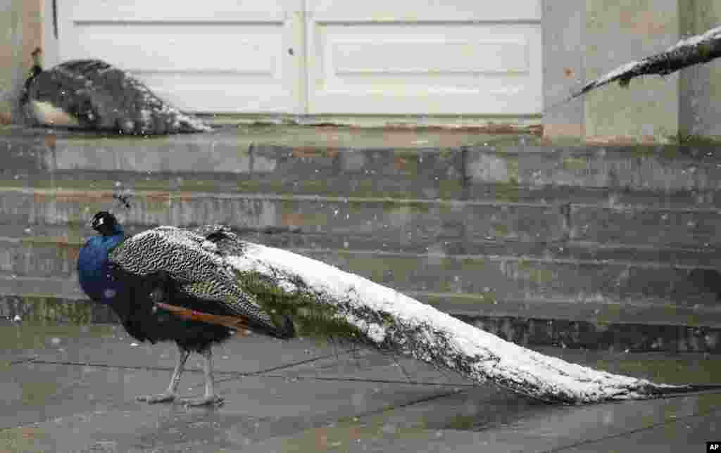 A peacock with its tail covered with snow walks in Lazienki park in Warsaw, Poland, Friday, March 16, 2018, as snow came down in the city in a sudden return of winter weather with the temperature minus 3 degree Celsius.