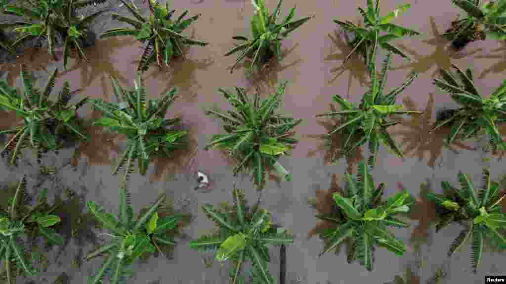 A drone picture shows Janio Morais Braga, 47, at his damaged banana plantation in a flooded area on the banks of Solimoes River in Anama, Amazonas state Brazil.