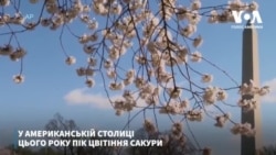 У американській столиці цього року пік цвітіння сакури відбувається без звичних натовпів туристів. Відео