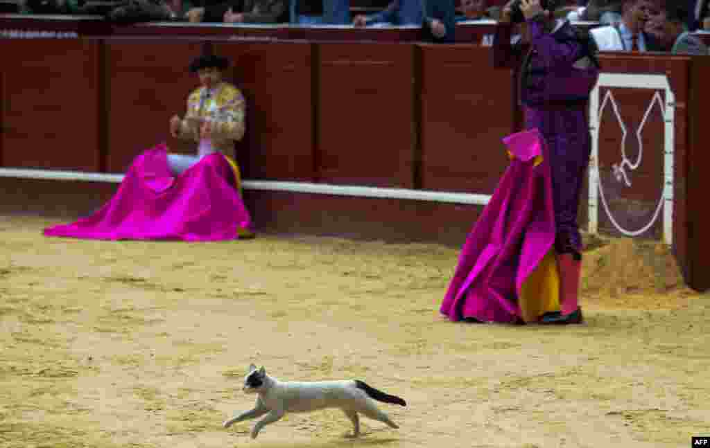A cat is seen during a bullfight at the La Santamaria bullring in Bogota, Colombia, Jan. 28, 2018.
