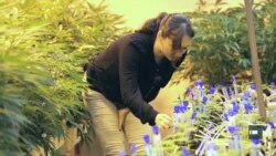 Що приваблює жінок до ринку легалізованої марихуани. Приклад Колорадо. Відео